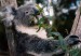 taronga koala